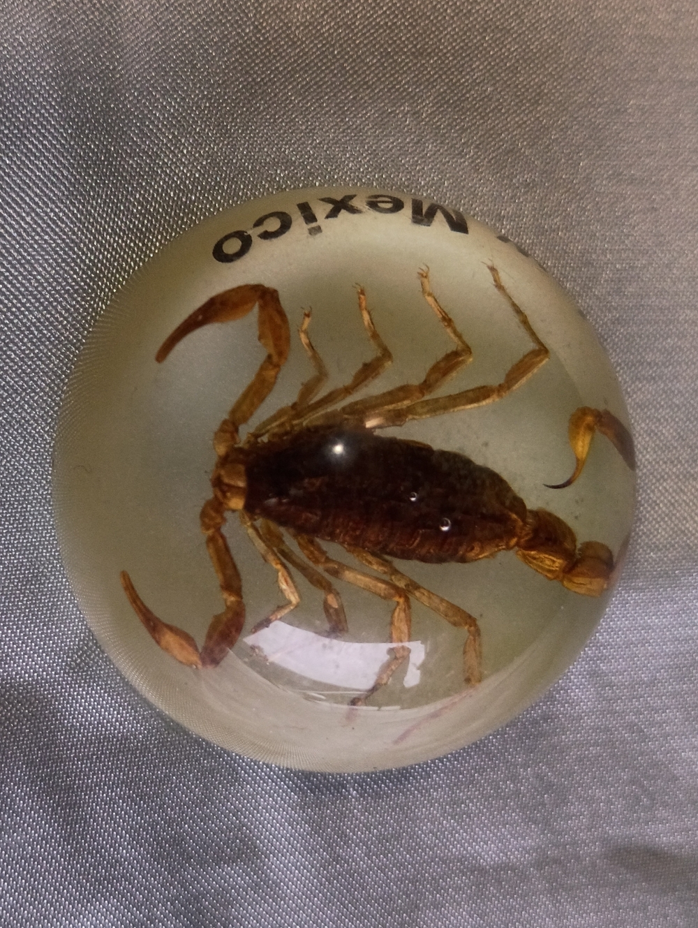 Resin Scorpion Display Dome - Clear with Natural Brown Scorpion-mexico